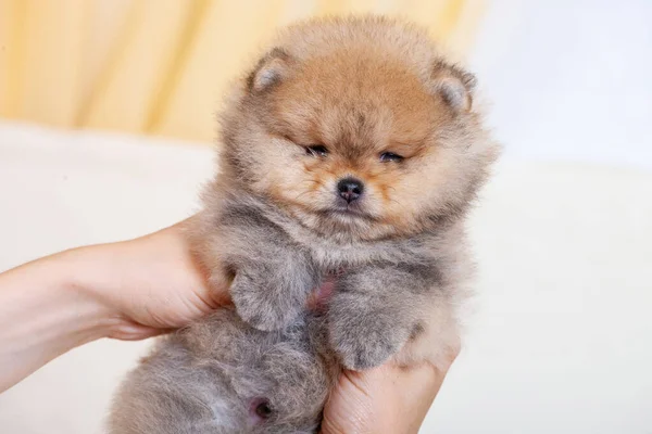Spitz Pomeranian Puppy Hands Close — Stock Photo, Image