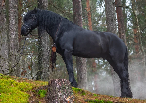 Black beautiful horse in the forest. Nature autumn landscape around. Side-view of horse.