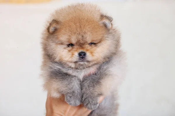 One Amazing Beige Breed Pomeranian Dog Looking Camera Cute Puppy — 图库照片