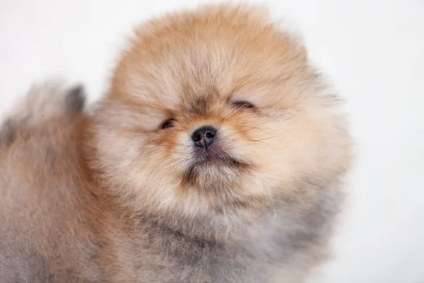 One Amazing Beige Brown Breed Pomeranian Dog Looking Camera Cutout — Stock Photo, Image