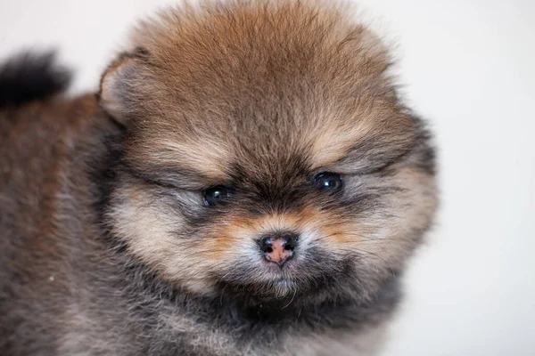 Increíble Perro Pomeraniano Raza Beige Marrón Está Mirando Cámara Cutout —  Fotos de Stock