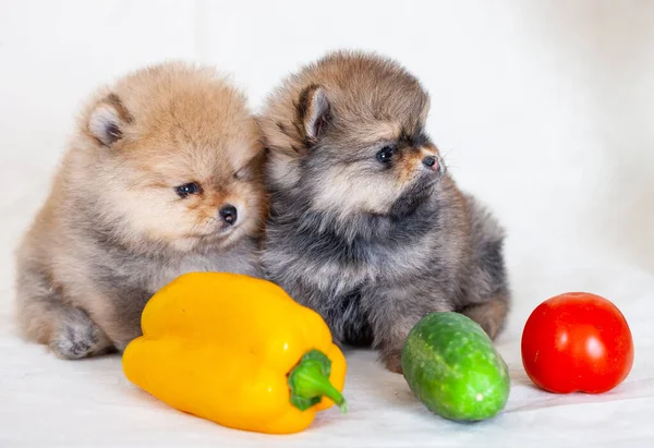 Two Amazing Beige Brown Breed Pomeranian Dogs Cutout Puppies Dwarf — Stock Photo, Image