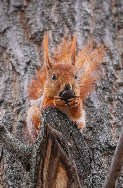 Portrait of cute squirrel. Squirrel peeps with tassels on the ears is out from behind a tree looking into the camera. Landscape view. Holding a nut in its paws.