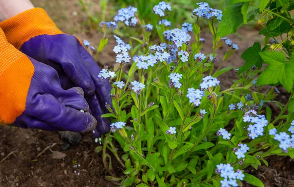 Cuidado Plantas Primavera Weeding Fertilizing While Blossom Mãos Fazendeiro Luvas — Fotografia de Stock