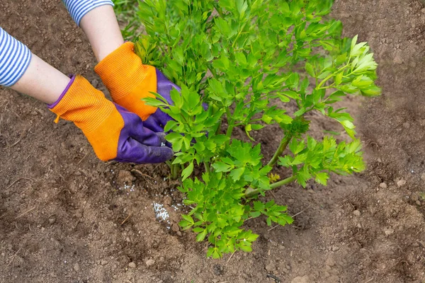 開花中の春にケアを植えます 手袋雑草の農家の手 パセリの若い緑の茂みに肥料 — ストック写真