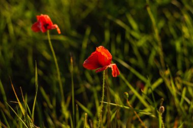 Saaremaa adasındaki haşhaş tarlası.