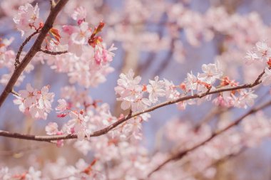 Sakura ormanları çiçek açıyor.