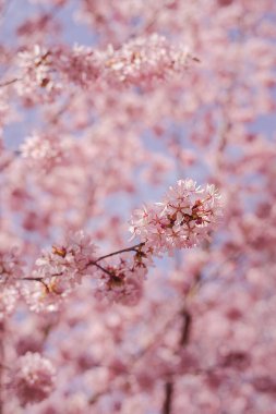 Sakura ormanları çiçek açıyor.