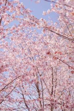 Sakura ormanları çiçek açıyor.