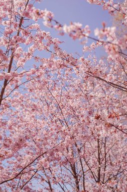 Sakura ormanları çiçek açıyor.
