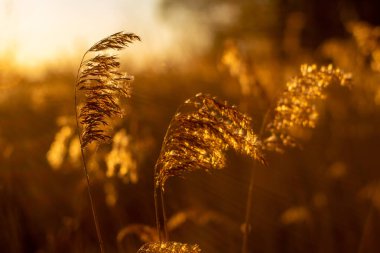 Gün batımında bitkiler