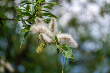 İlkbaharda hayata döneceğim.
