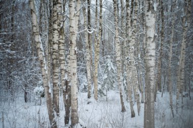 Tartu 'da kış ormanı