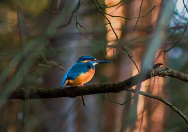 Bir dalda oturan balıkçı.