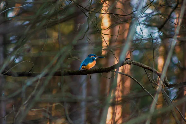 Kingfisher Сидит Ветке — стоковое фото