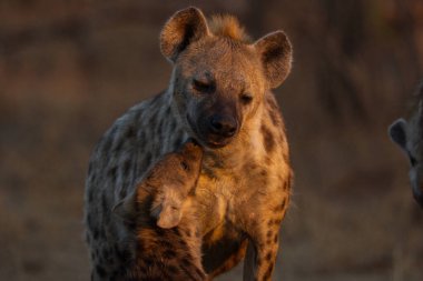 Sabahın köründe sarılan iki sırtlan kürklerinde güzel, sıcak bir ışık yaratıyor..
