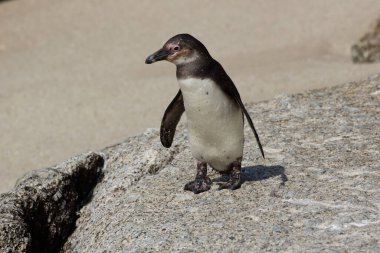 Afrikalı penguen bir taşın üzerinde yürüyor