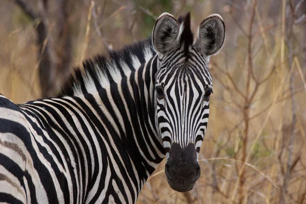 Zebra staring straight back into the camera