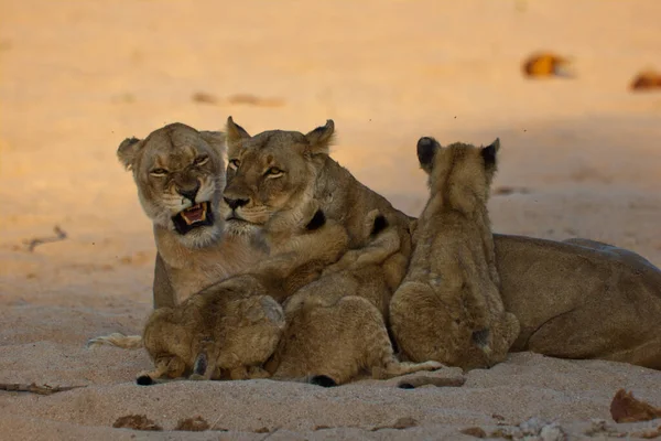 Cute lion family cuddling