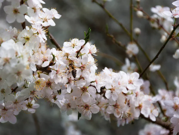 蜜蜂在阴暗的樱花上飞舞 — 图库照片