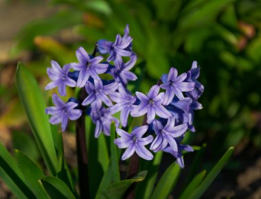 Gün batımında sümbül çiçeklerinin fotoğrafı