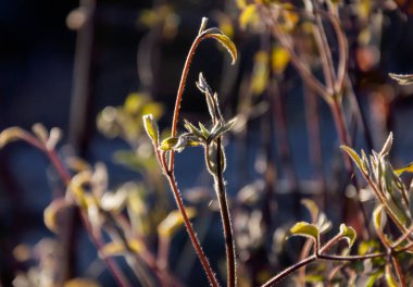 Günbatımında Clematis filizlenir