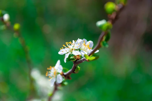 苹果花的白色芽 — 图库照片