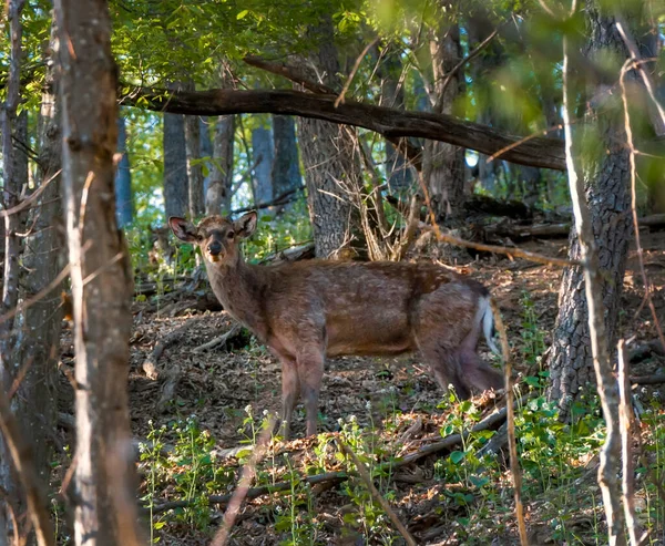 Jeunes Cerfs Dans Forêt — Photo