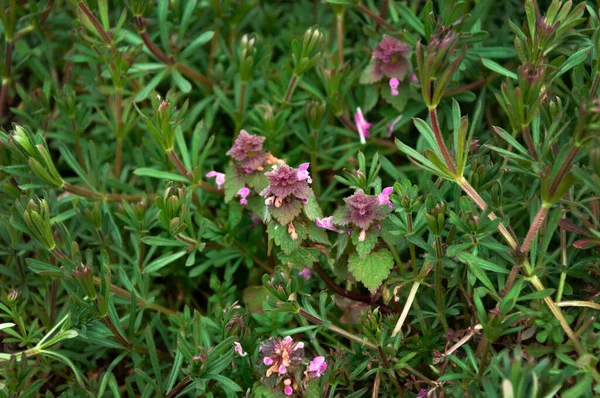 Nettle Inflorescences Green Grass — Stock Photo, Image