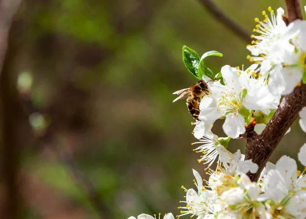 蜜蜂在苹果花上采蜜 — 图库照片