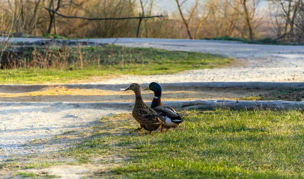 Dois Patos Andando Grama — Fotografia de Stock