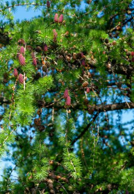 Avrupa Karaçamalı (Larix desidua) 'dan ilkbaharda genç bir dal)