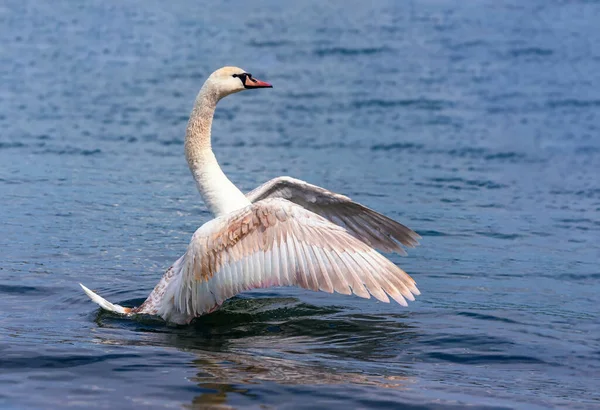 池の上に羽を広げて着陸させる白鳥 シグナス色 — ストック写真