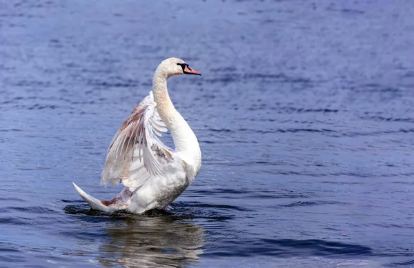 Cisne Mudo Cygnus Olor Estendendo Asas Abertas Pousando Lago — Fotografia de Stock