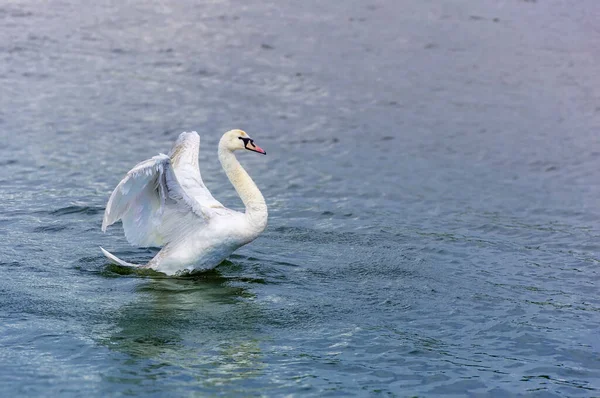 Cisne Mudo Cygnus Olor Estendendo Asas Abertas Pousando Lago — Fotografia de Stock