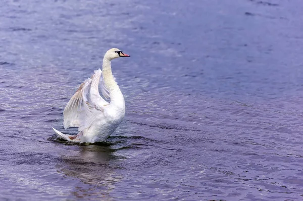 Cisne Mudo Cygnus Olor Estendendo Asas Abertas Pousando Lago — Fotografia de Stock