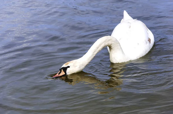 Bonito Cisne Mudo Cygnus Olor Nadando Lago Encontrar Algo Para — Fotografia de Stock