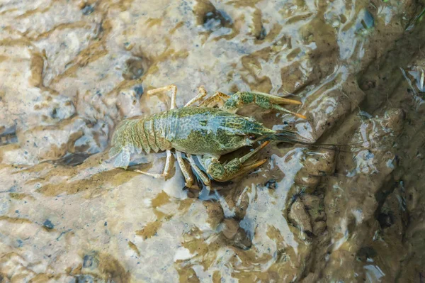 Young Crayfish Sitting Shallow Water Wet Brown Dirty Green — Stock Photo, Image