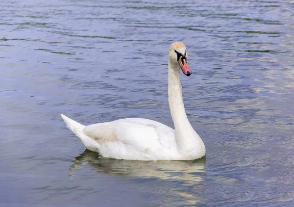 Bonito Cisne Mudo Cygnus Olor Nadando Lago — Fotografia de Stock
