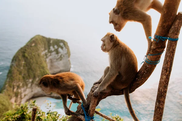 three monkeys play at Kelingking beach lookout