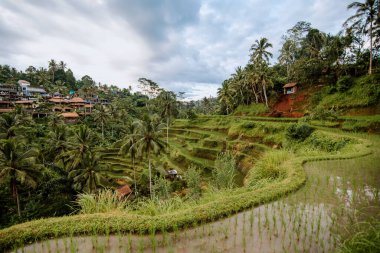 Tegallalang pirinç terası. Tegallalang köyü Endonezya 'nın Bali şehrinde bir zanaat merkezidir ama aynı zamanda güzel pirinç tarlalarıyla da bilinir..