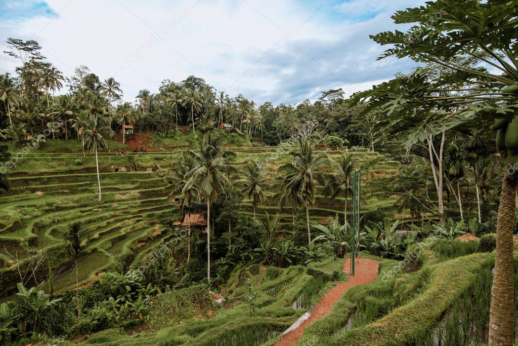 Tegallalang rice terrace. The village of Tegallalang is a craft center in Bali, Indonesia, but it is also known for its beautiful terraced rice fields.