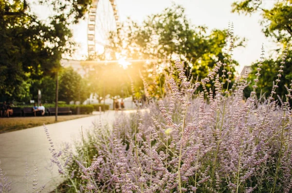 Budapeşte turist Gezgin resim