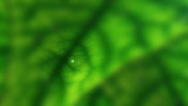 Des gouttes de pluie sur une feuille 