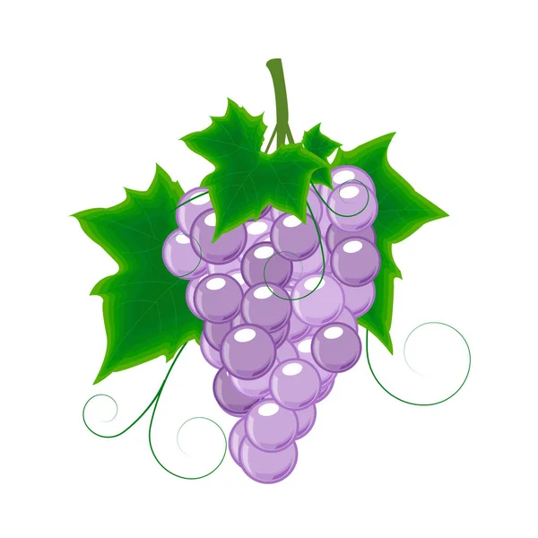 Raisin de raisins bleus — Image vectorielle