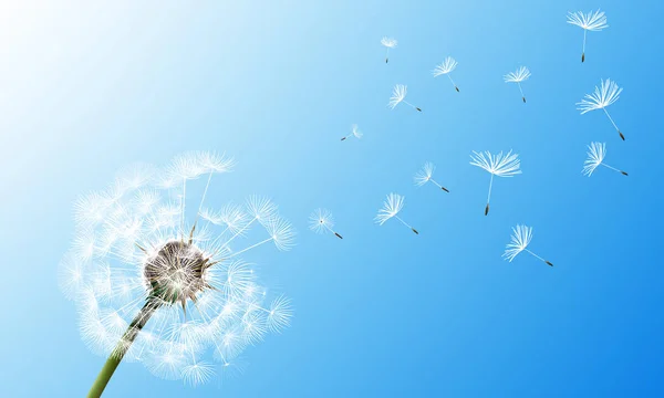Dandelion em fundo céu azul —  Vetores de Stock