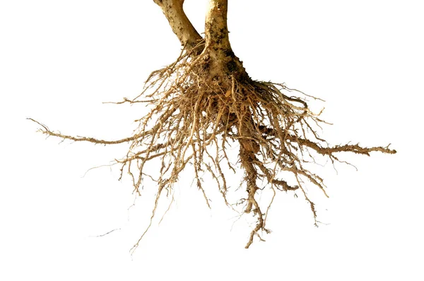 Bare dead root tree isolated — Stock Photo, Image