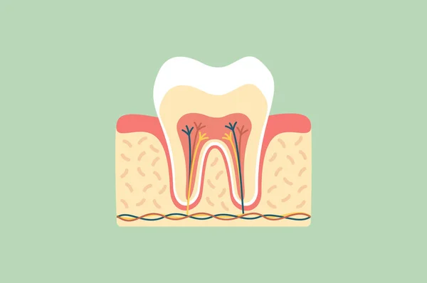 Anatomia dentária saudável — Vetor de Stock