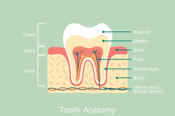 Anatomia do dente saudável com palavra —  Vetores de Stock