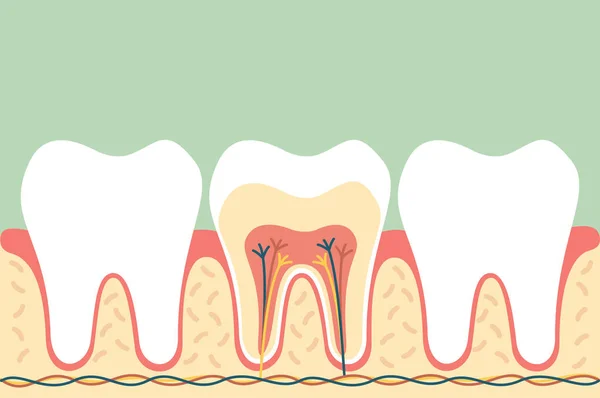 Egészséges fogak anatómia — Stock Vector